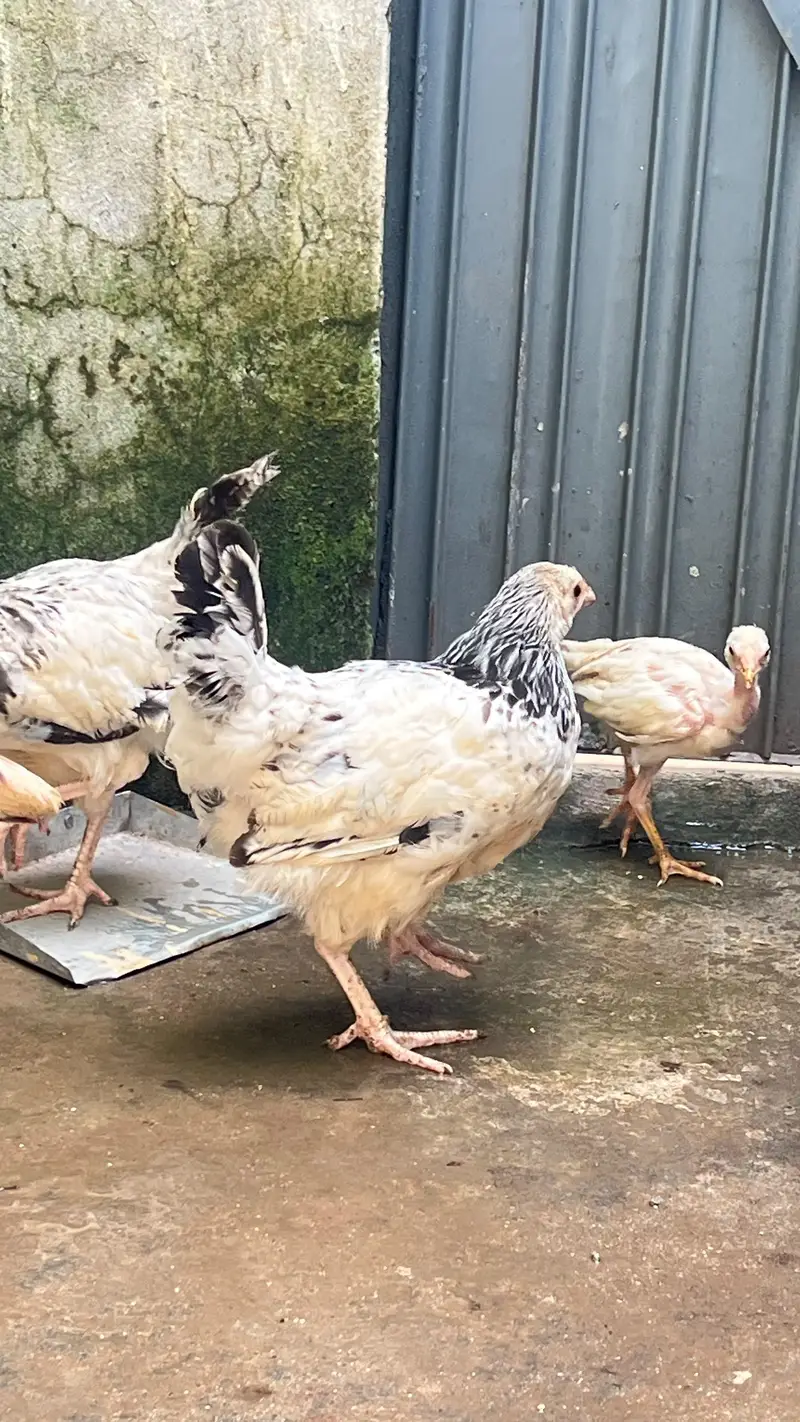 fancy & seel  chicks — photo 4