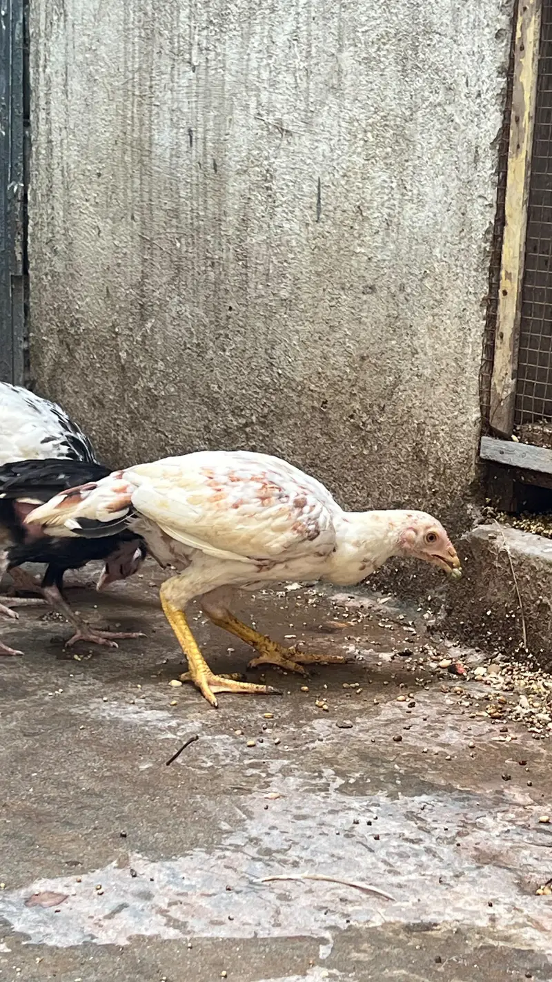 fancy & seel  chicks — photo 5