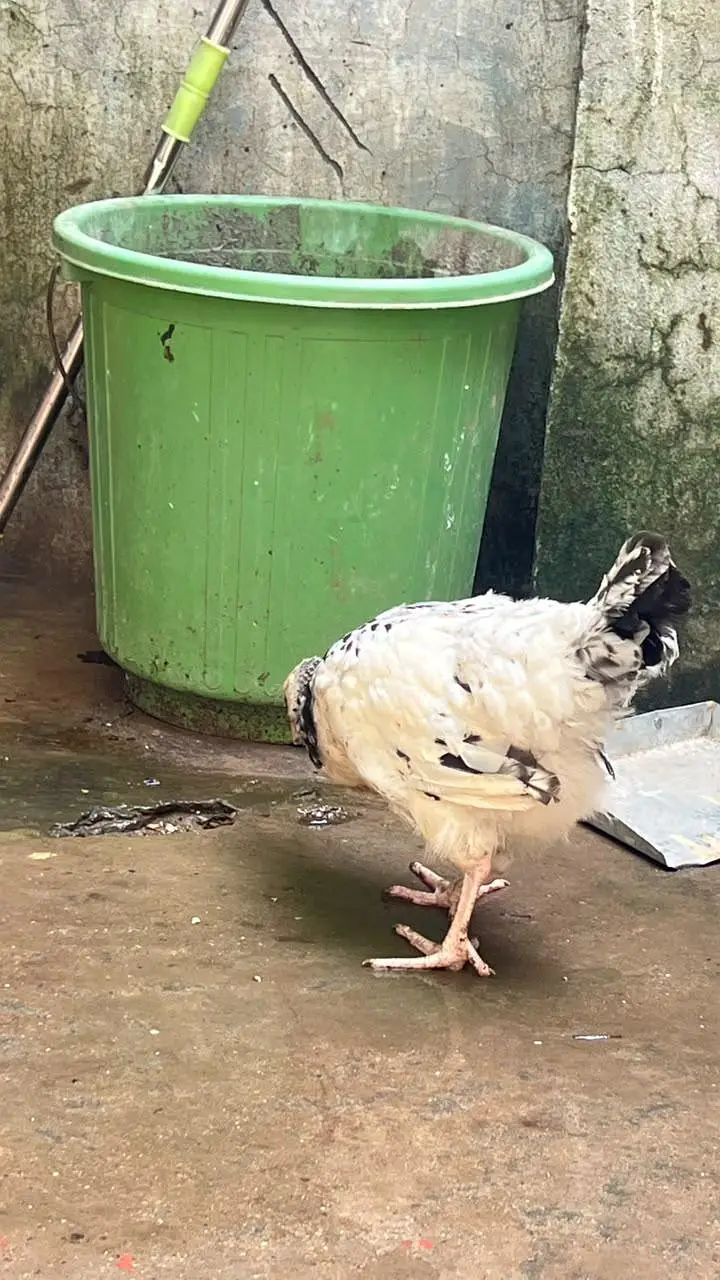 fancy & seel  chicks — photo 9