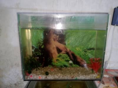 aquarium