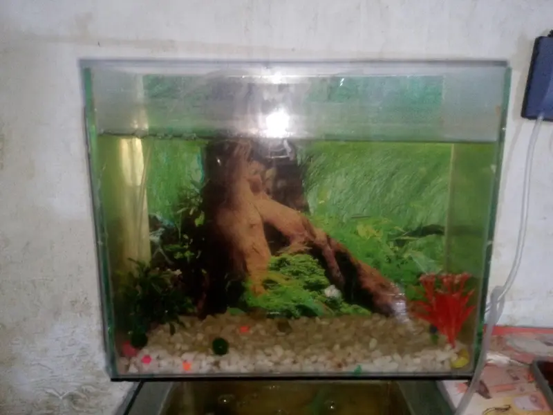 aquarium