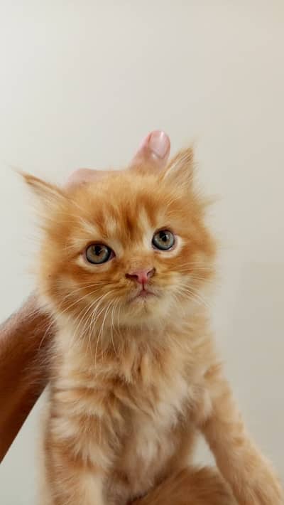 Cute Persian kittens for sale