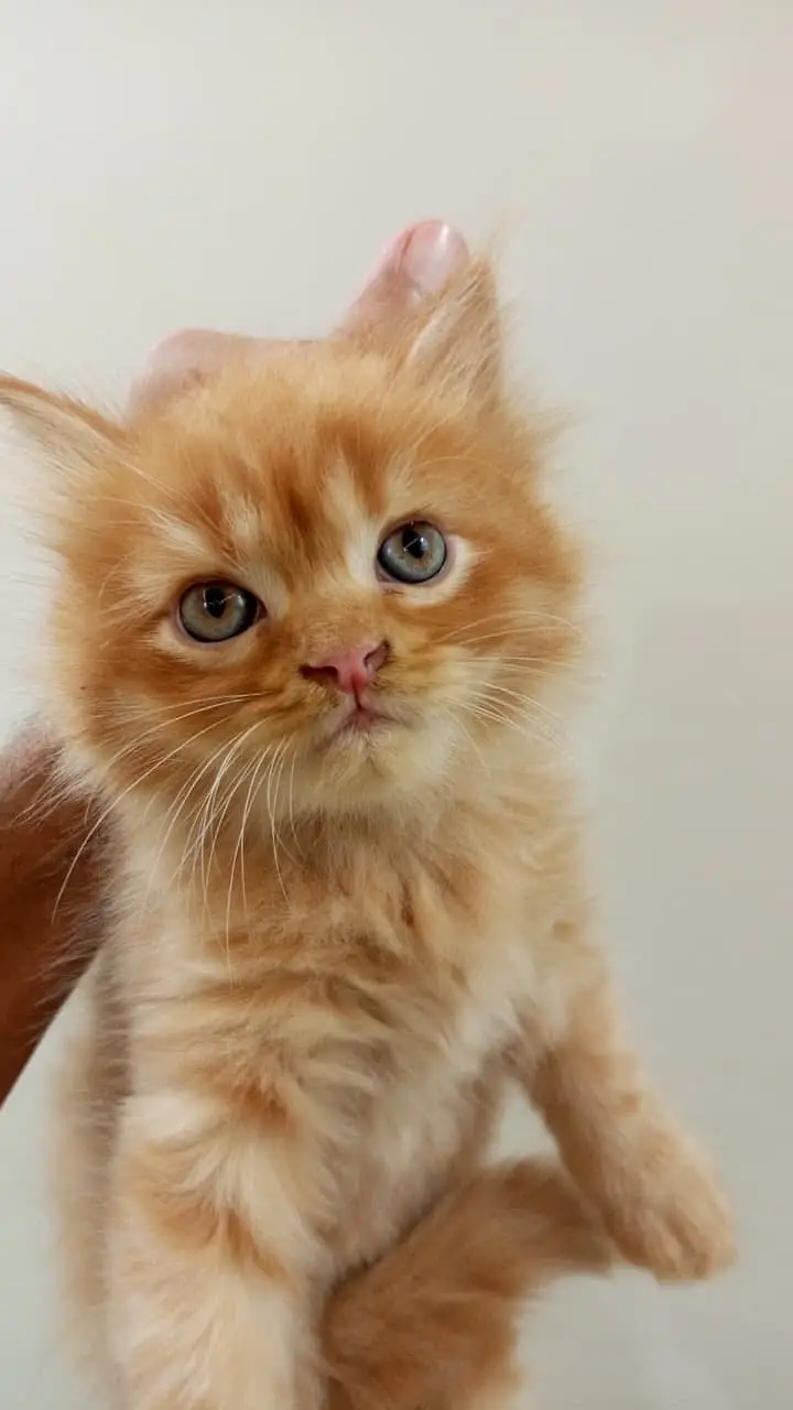 Cute Persian kittens for sale — photo 2