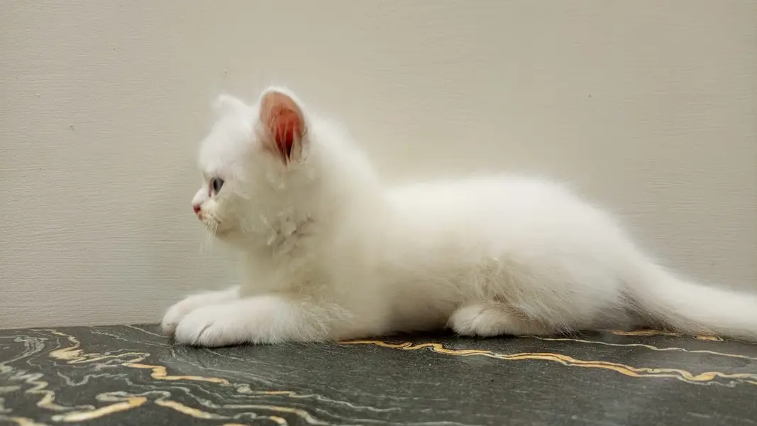 Cute Persian kittens for sale — photo 3