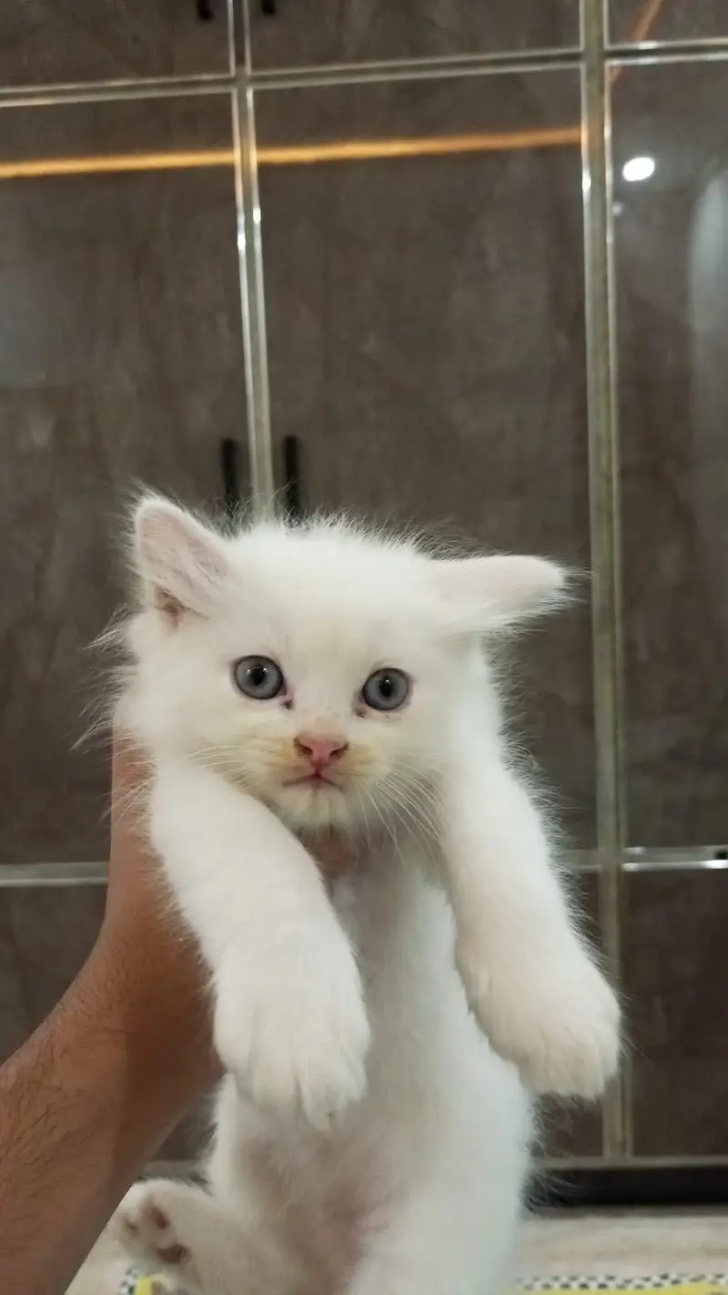 Cute Persian kittens for sale — photo 5