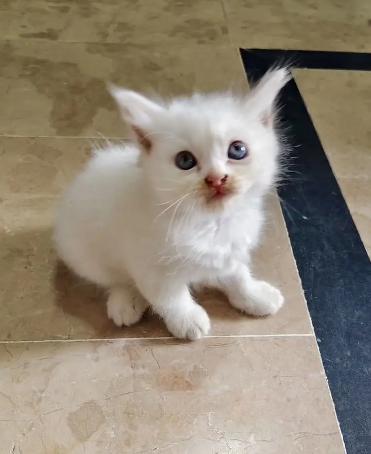 Cute Persian kittens for sale — photo 6