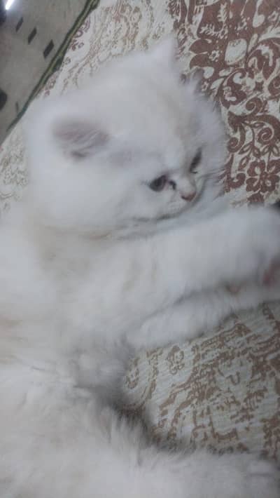 Male Persian Kitten + Cage + Litter Box + Grooming & Food Accessories