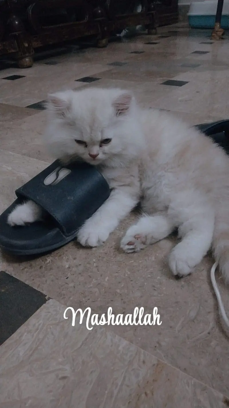 Male Persian Kitten + Cage + Litter Box + Grooming & Food Accessories — photo 3