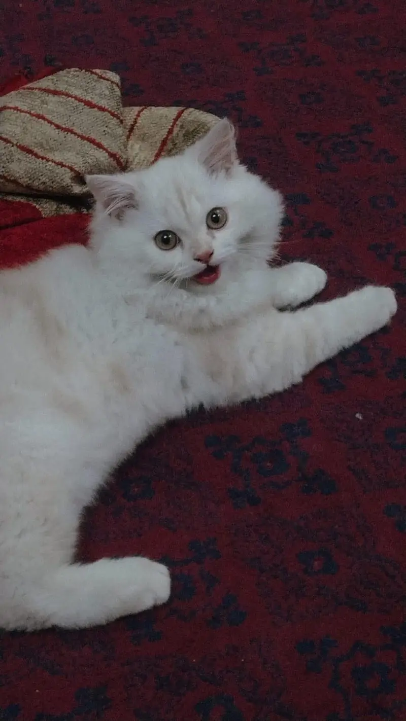 Male Persian Kitten + Cage + Litter Box + Grooming & Food Accessories — photo 4