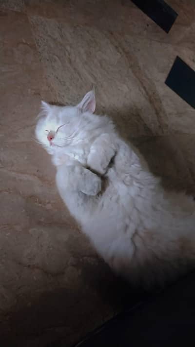 Doll face male Persian Kitten+Cage+LitterBox+food acce+a special offer