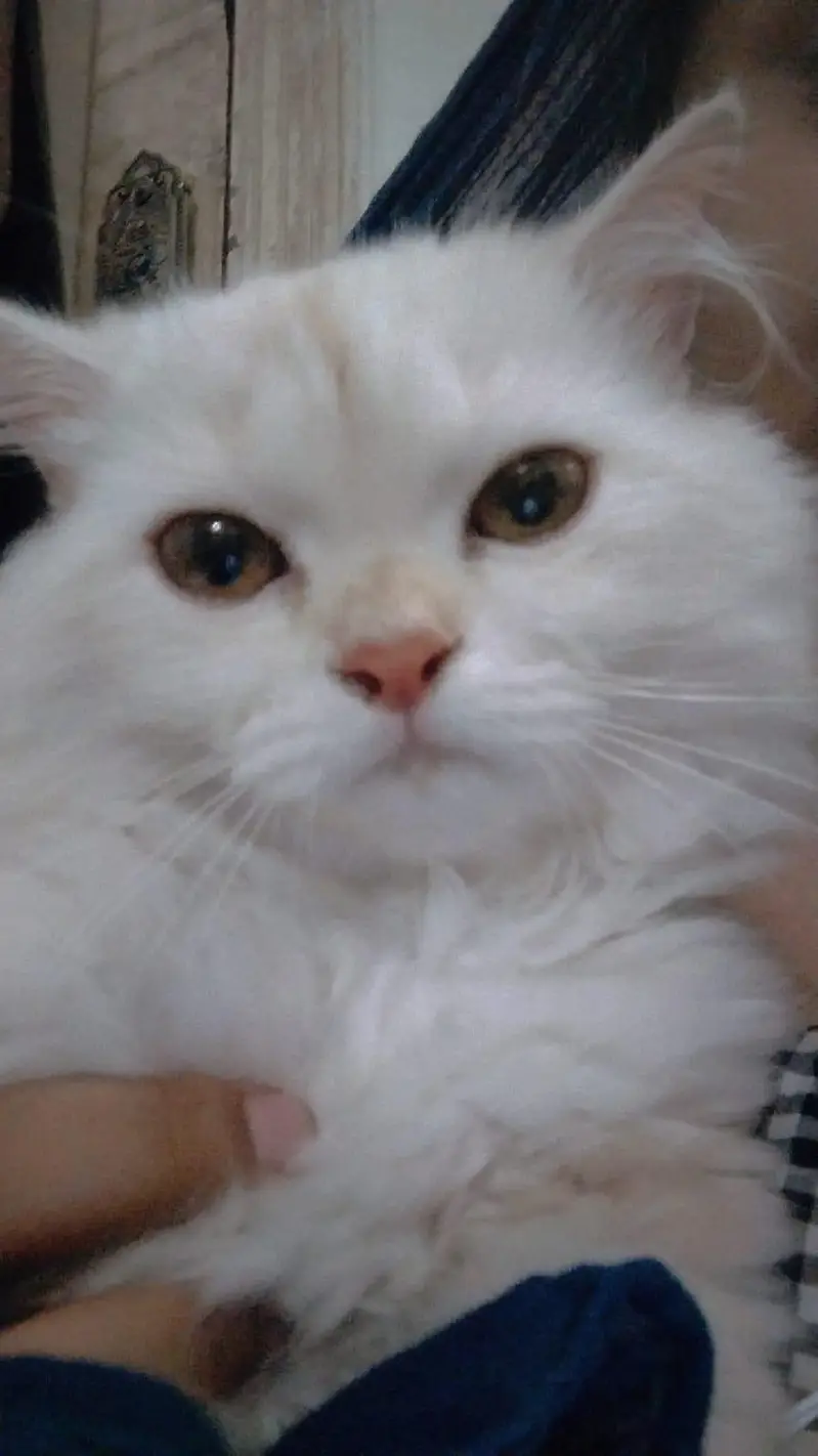 Male Persian Kitten + Cage + Litter Box + Grooming & Food Accessories — photo 6