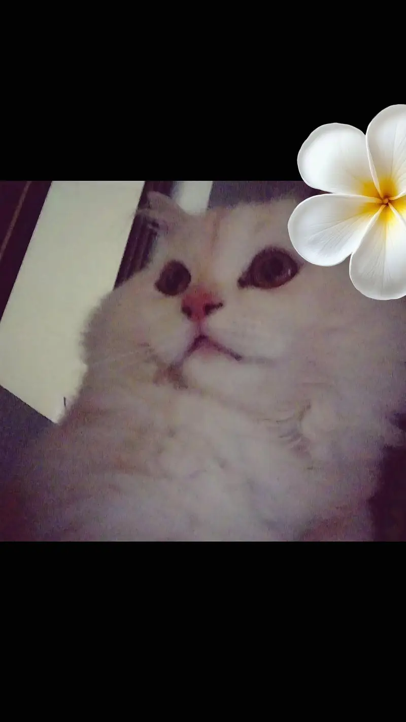 Male Persian Kitten + Cage + Litter Box + Grooming & Food Accessories — photo 7