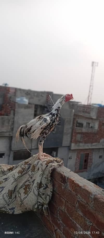 miya wali pure mugra white and black