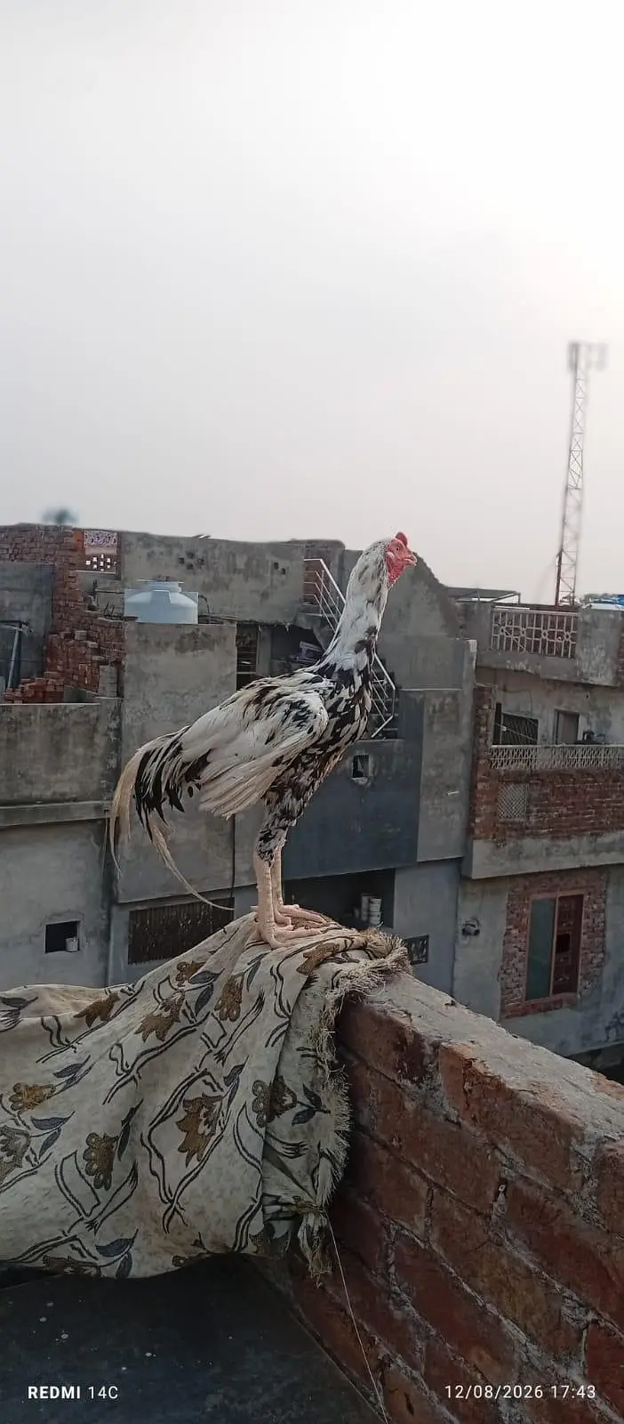 miya wali pure mugra white and black — photo 3