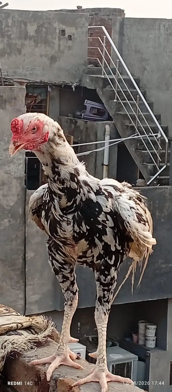 miya wali pure mugra white and black — photo 4