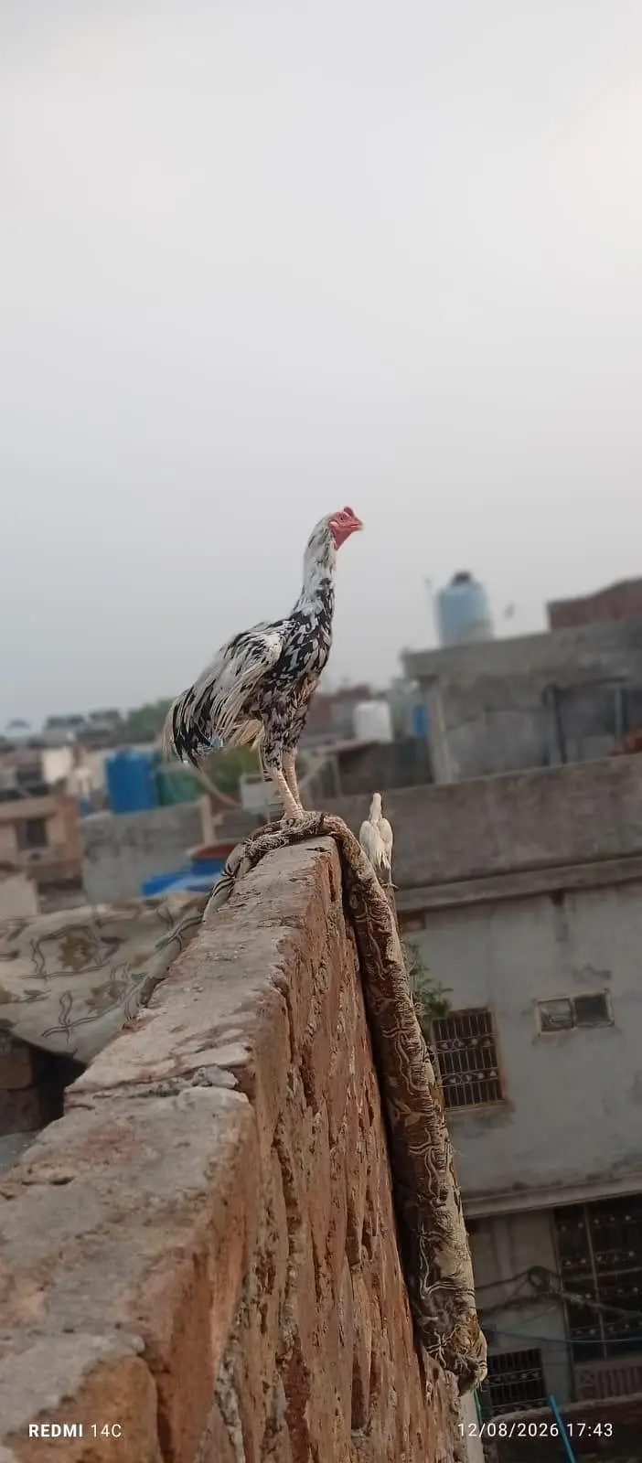miya wali pure mugra white and black — photo 5