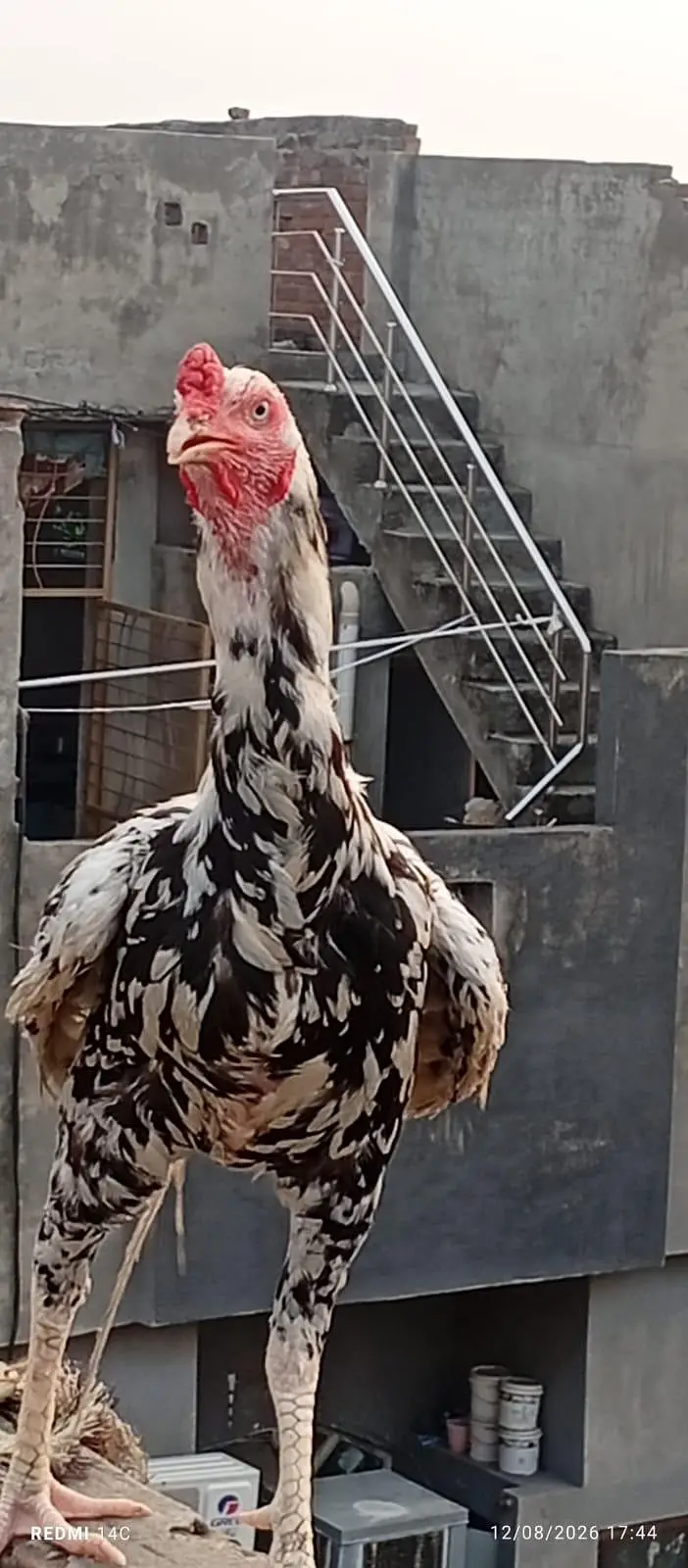 miya wali pure mugra white and black — photo 6