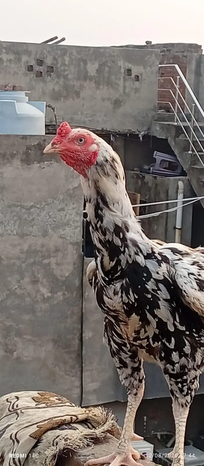 miya wali pure mugra white and black — photo 7