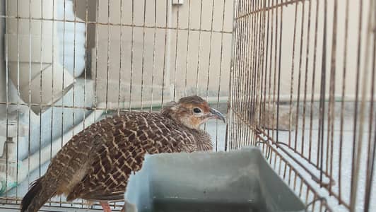 irani teetar female for sale age 2 years