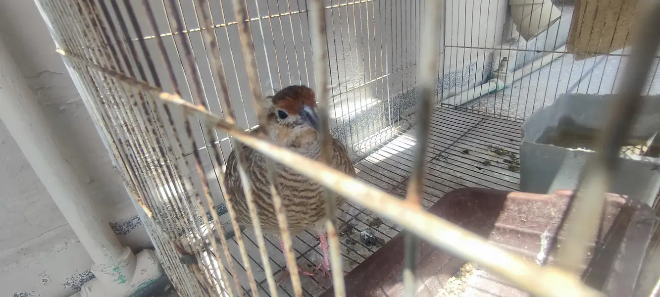 irani teetar female for sale age 2 years — photo 2