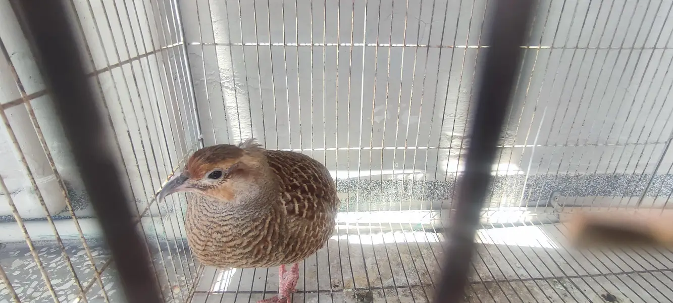 irani teetar female for sale age 2 years — photo 3