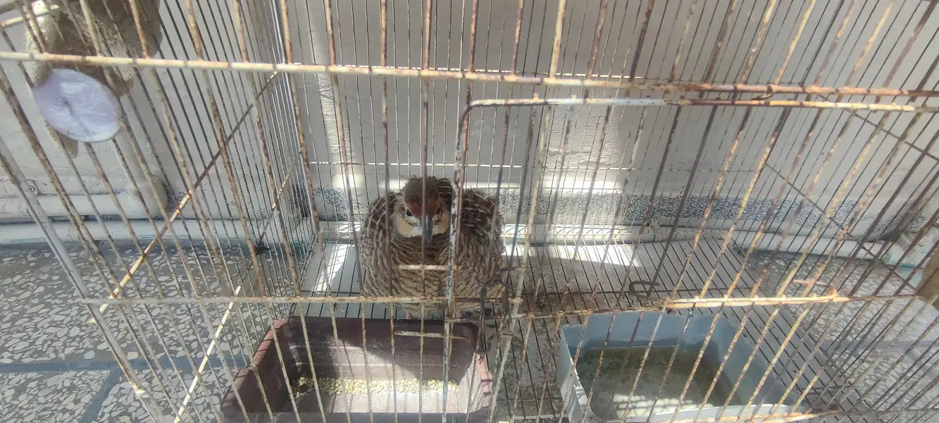 irani teetar female for sale age 2 years — photo 4