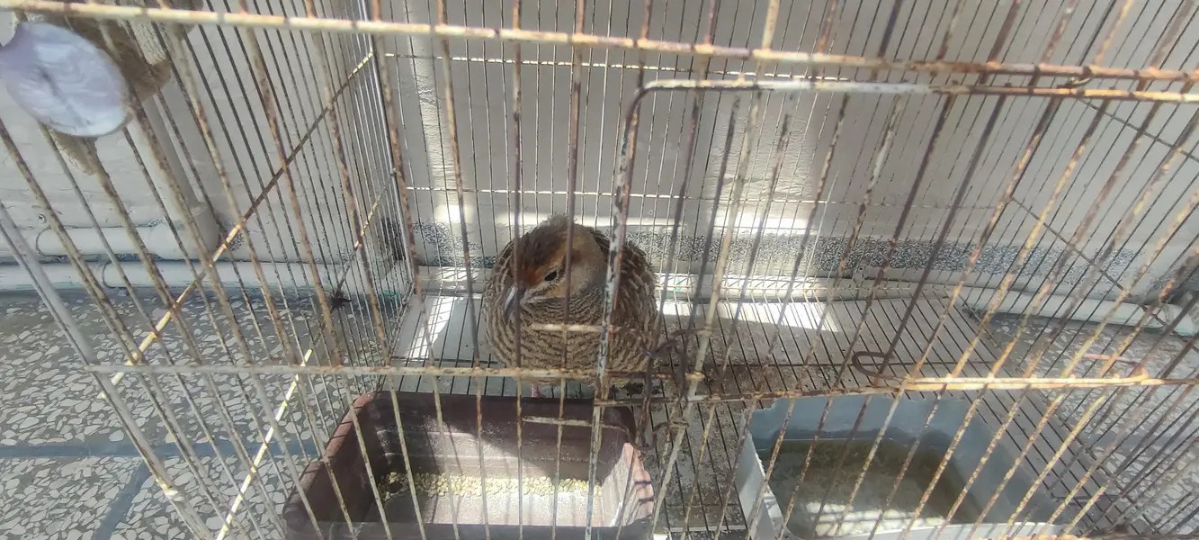 irani teetar female for sale age 2 years — photo 5
