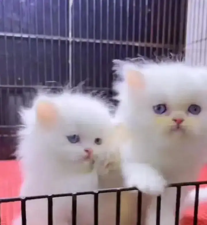 (Persian female kitten) (for sale all) (Pakistan delivery available) — photo 2