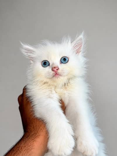 2 Months Old Triple Coat Persian Kitten 