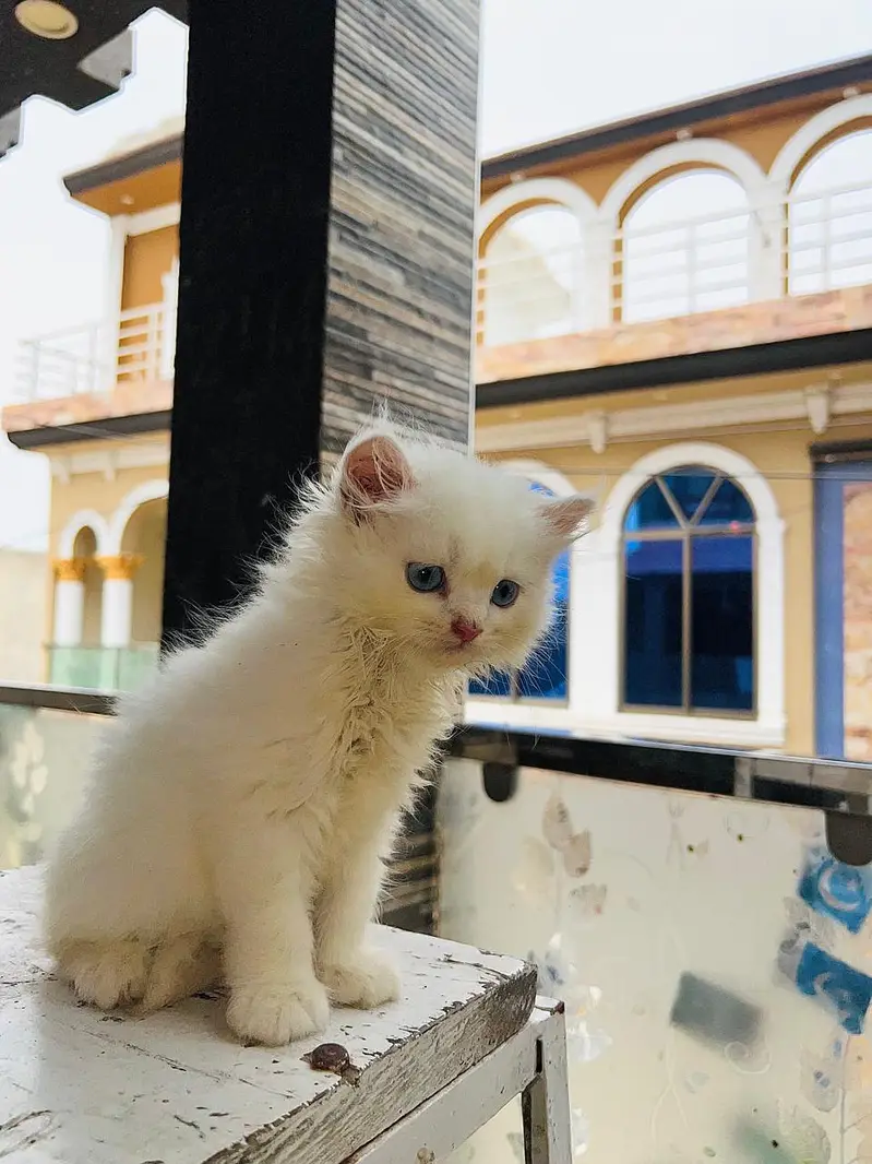 2 Months Old Triple Coat Persian Kitten  — photo 2
