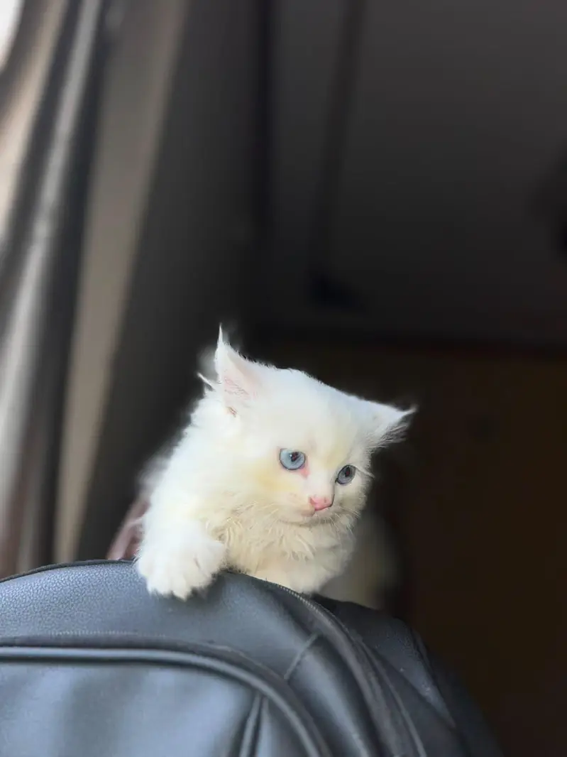 2 Months Old Triple Coat Persian Kitten  — photo 3