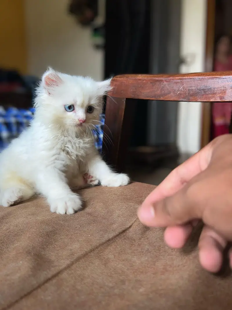 2 Months Old Triple Coat Persian Kitten  — photo 4