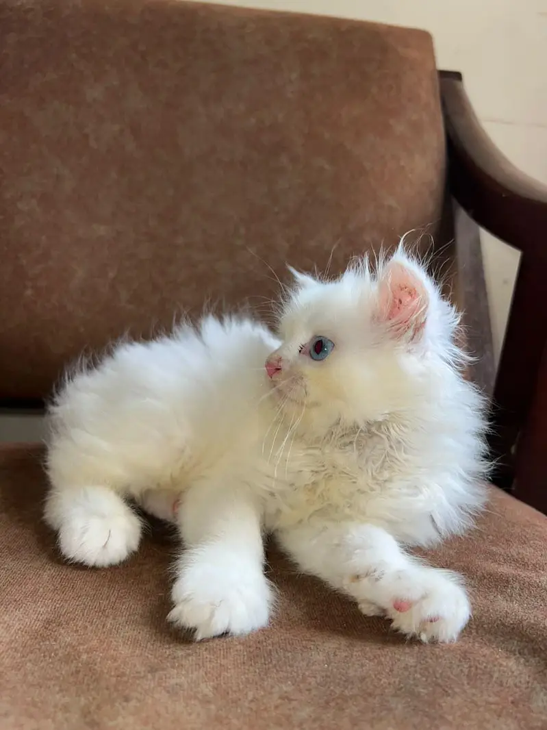 2 Months Old Triple Coat Persian Kitten  — photo 5