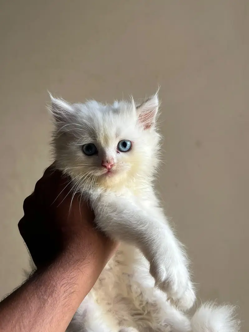 2 Months Old Triple Coat Persian Kitten  — photo 6