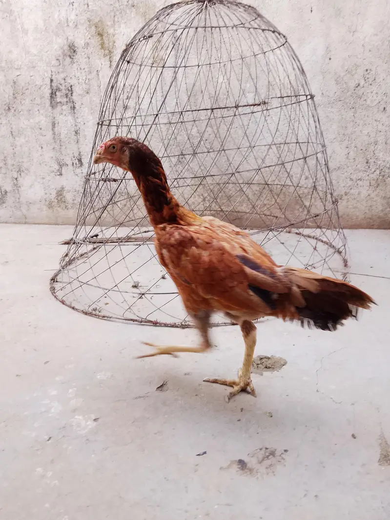 Aseel hen — photo 2