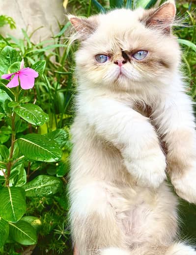 Peki Kitten CFA