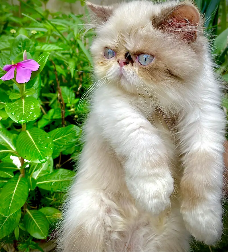 Peki Kitten CFA — photo 3