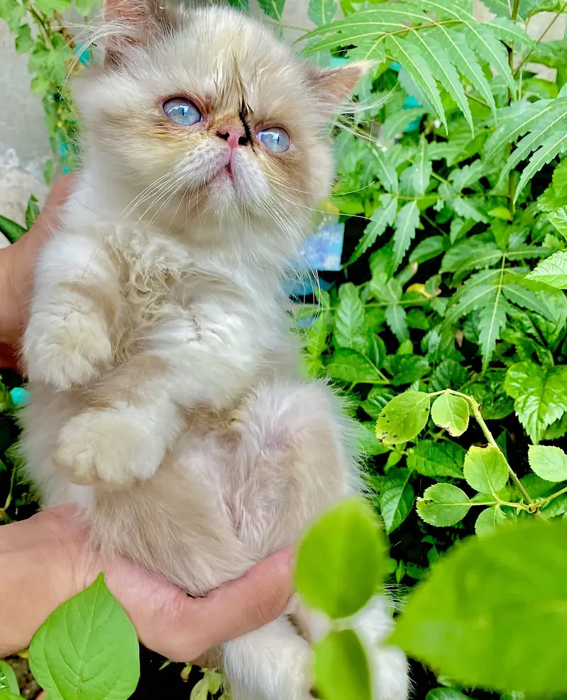 Peki Kitten CFA — photo 4