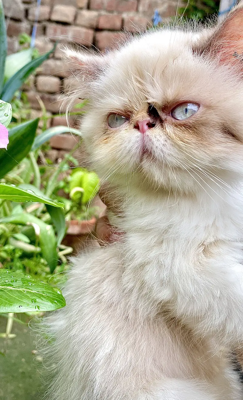 Peki Kitten CFA — photo 5