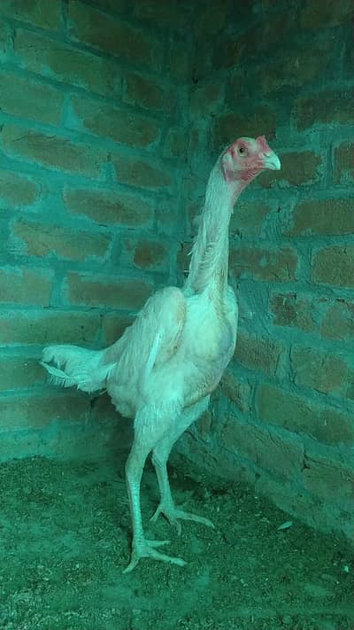 White shamo hen for sale