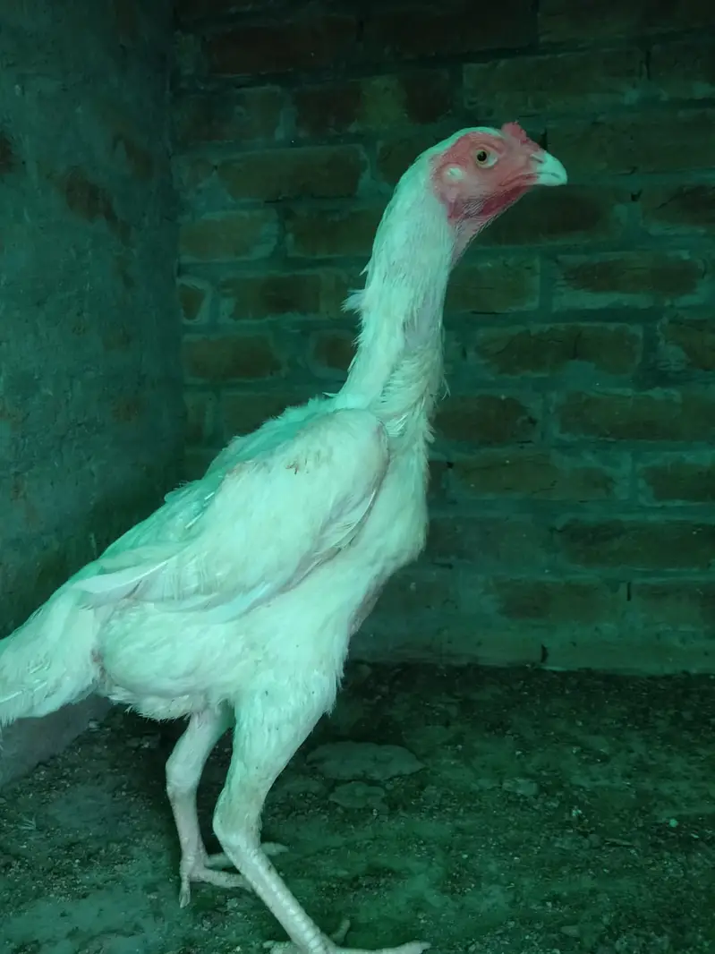 White shamo hen for sale — photo 2