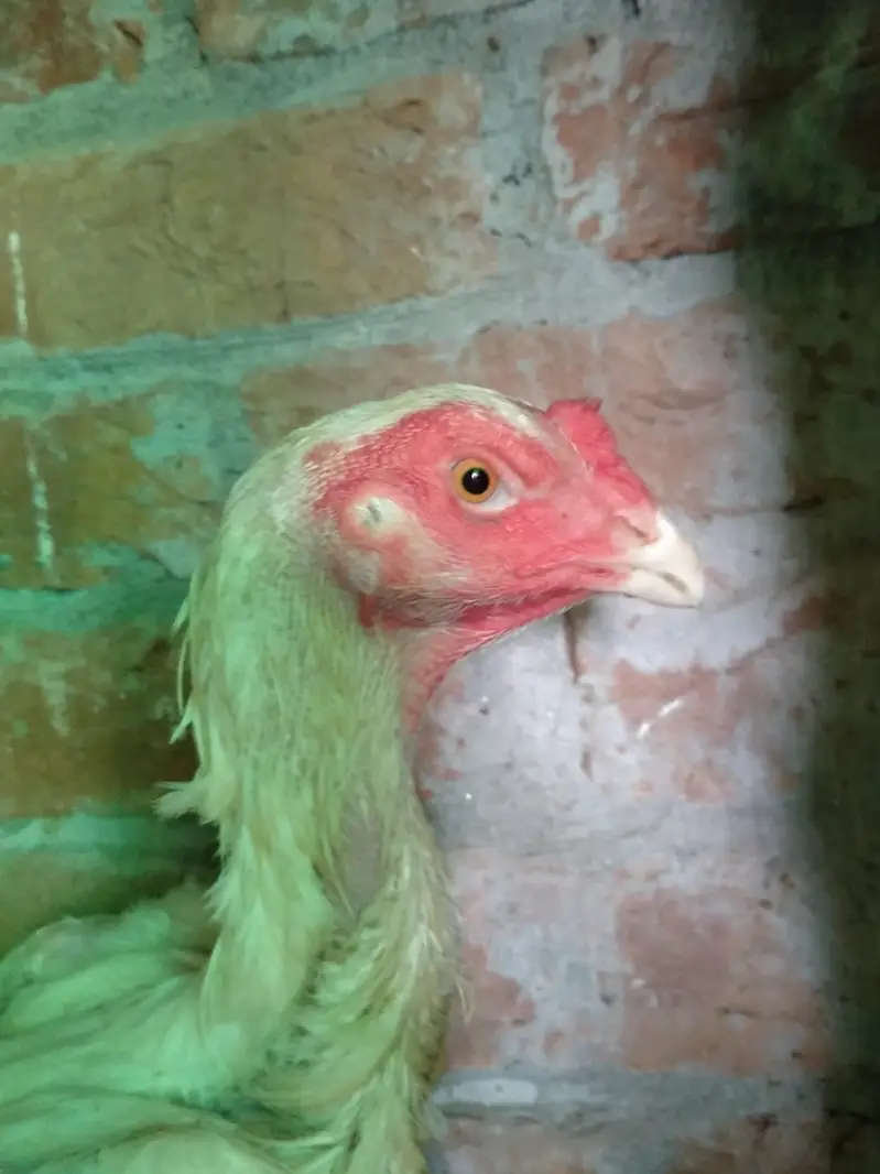 White shamo hen for sale — photo 3