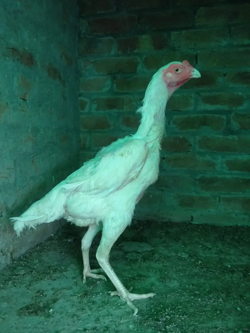 White shamo hen for sale — photo 4