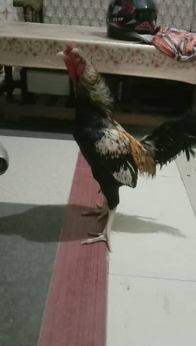 Aseel Java Chicks + Parents + Cage (WhatsApp 0308 2995429)