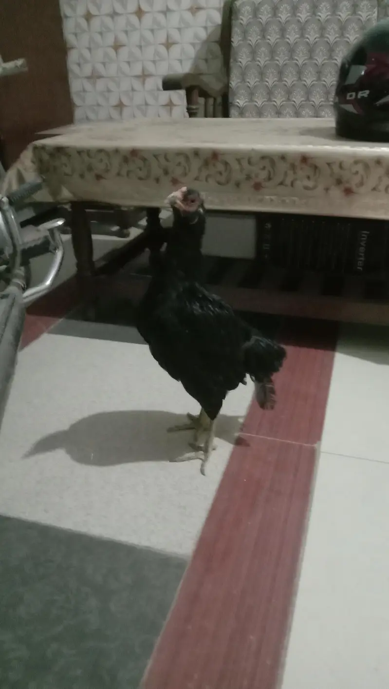 Aseel Java Chicks + Parents + Cage (WhatsApp 0308 2995429) — photo 2