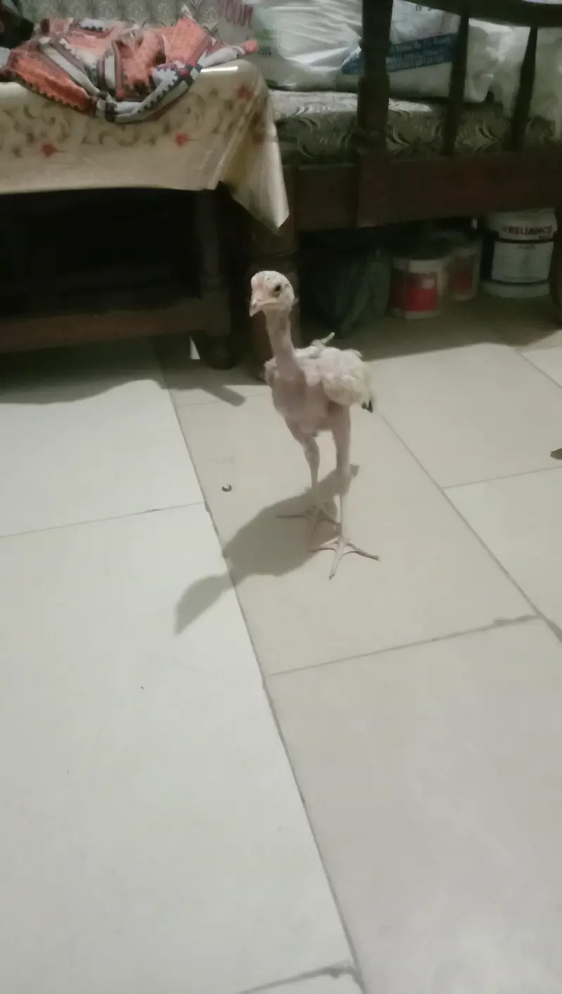 Aseel Java Chicks + Parents + Cage (WhatsApp 0308 2995429) — photo 3