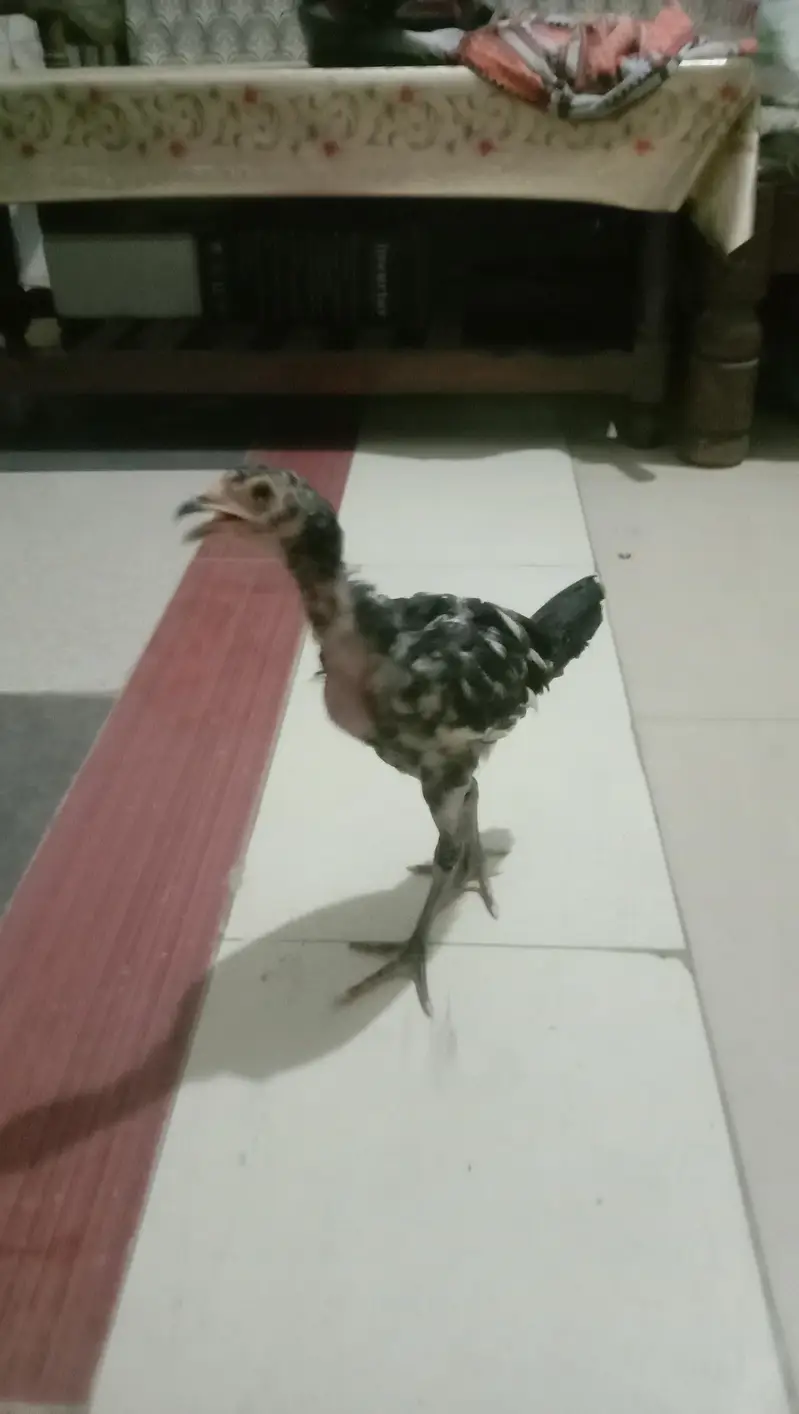 Aseel Java Chicks + Parents + Cage (WhatsApp 0308 2995429) — photo 4