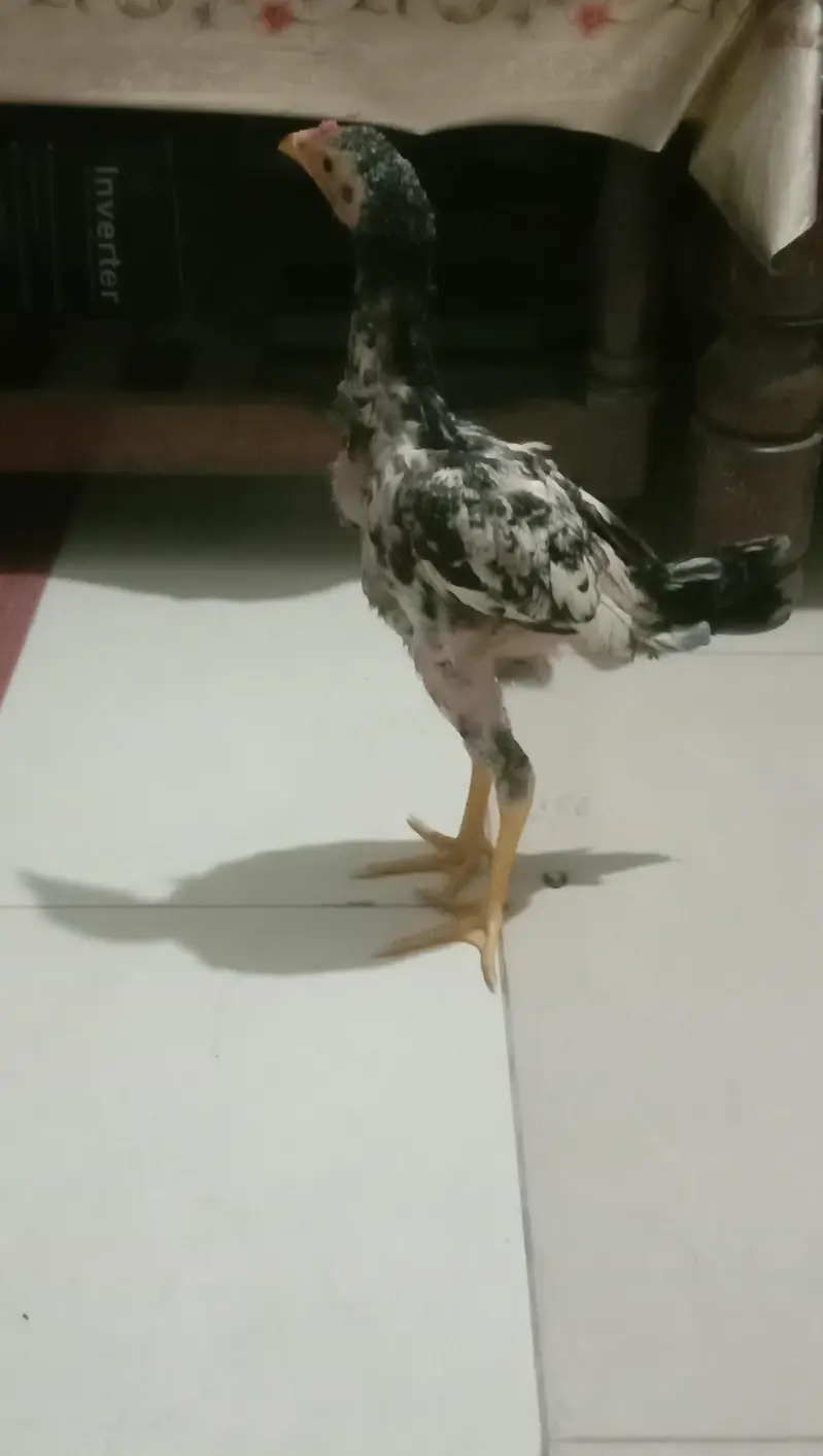 Aseel Java Chicks + Parents + Cage (WhatsApp 0308 2995429) — photo 5