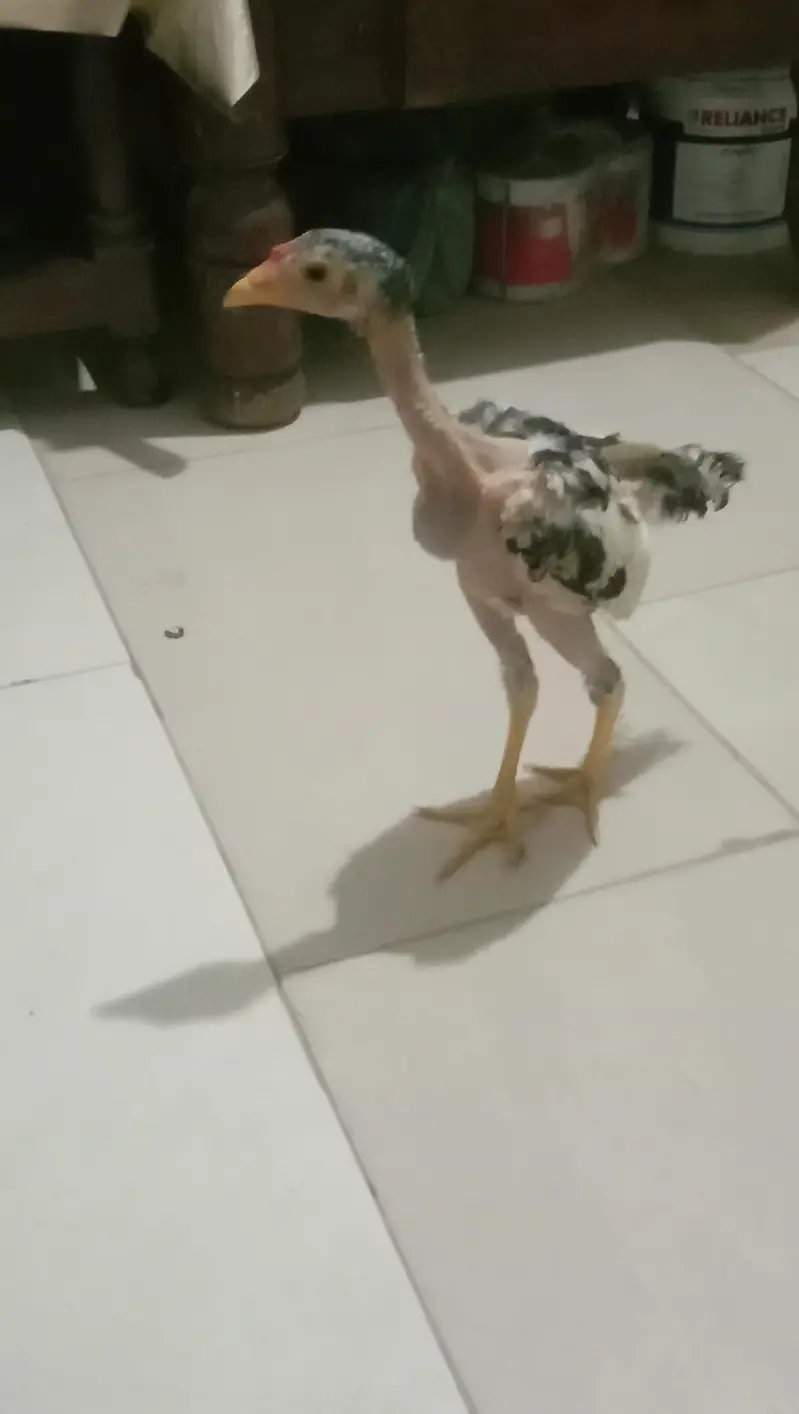 Aseel Java Chicks + Parents + Cage (WhatsApp 0308 2995429) — photo 6