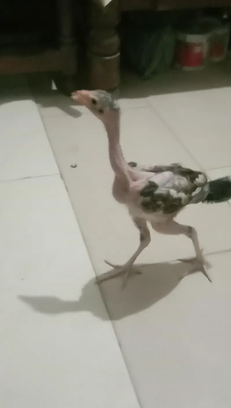 Aseel Java Chicks + Parents + Cage (WhatsApp 0308 2995429) — photo 7